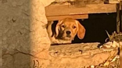 Illustration : Une chienne trouve refuge dans une maison en chantier et se met à trembler dès que 2 bénévoles tentent de la secourir