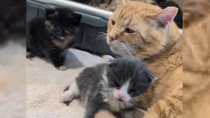Illustration : Un matou errant sauvé par une bénévole adopte la vie de chat d'intérieur et devient nounou pour chatons orphelins