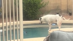 Illustration : "Un chien s'improvise sauveteur et se comporte en héros en voyant un oiseau pris au piège au milieu de la piscine (vidéo)"
