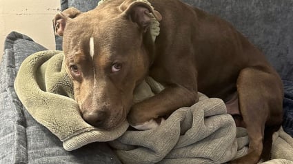 Illustration : 36 heures après avoir été enlevé, puis retrouvé seul dans un parc, ce Pitbull retrouve son maître grâce à l’immense générosité de 2 bienfaiteurs (vidéo)