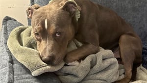 Illustration : 36 heures après avoir été enlevé, puis retrouvé seul dans un parc, ce Pitbull retrouve son maître grâce à l’immense générosité de 2 bienfaiteurs (vidéo)