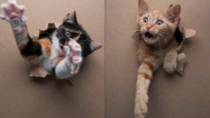 Illustration : Un photographe perce un simple trou dans du papier, les chatons s’en donnent à cœur joie et la séance photo fait sensation (vidéo)