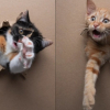Illustration : Un photographe perce un simple trou dans du papier, les chatons s’en donnent à cœur joie et la séance photo fait sensation (vidéo)