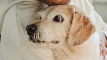 Illustration : Après 18 mois de relation, son compagnon lui demande d’abandonner son fils et son chien avant d’emménager avec elle
