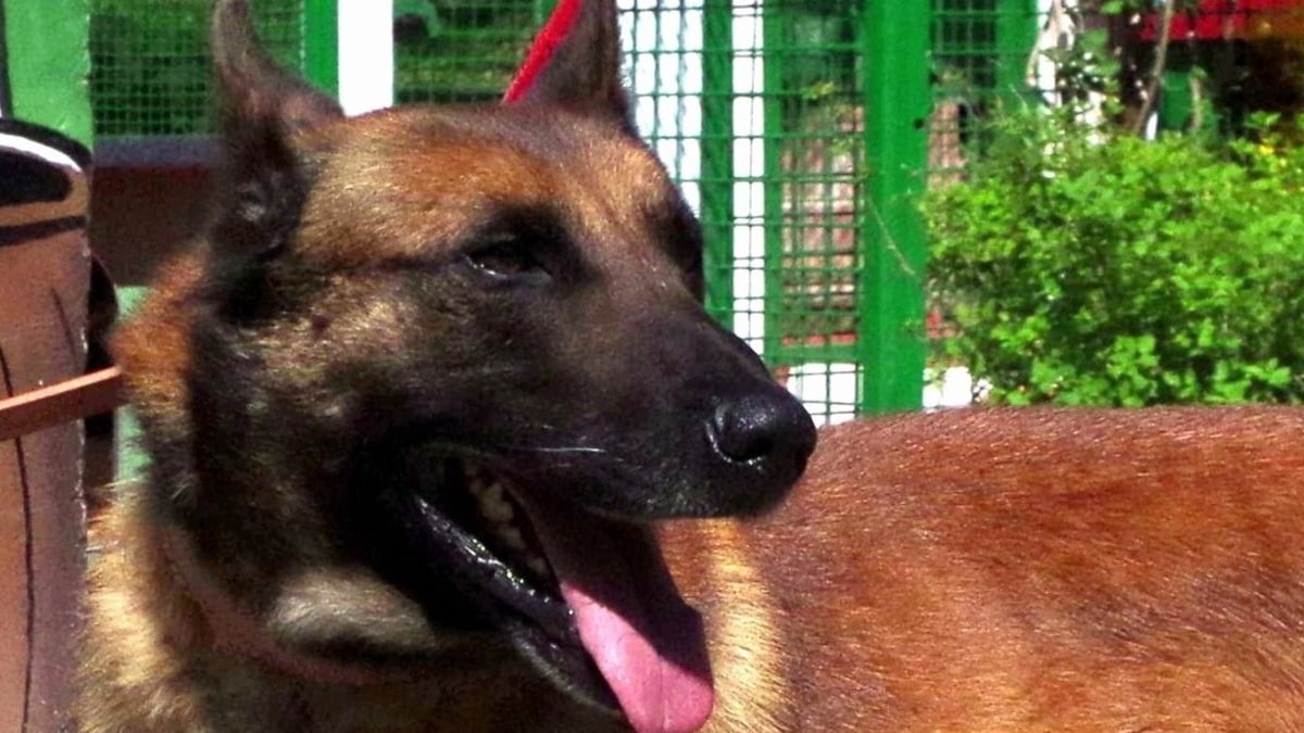Illustration : "Un Malinois attaché à une caravane pendant des mois et secouru par la SPA trouve enfin une famille pour toujours"