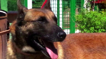 Illustration : Un Malinois attaché à une caravane pendant des mois et secouru par la SPA trouve enfin une famille pour toujours