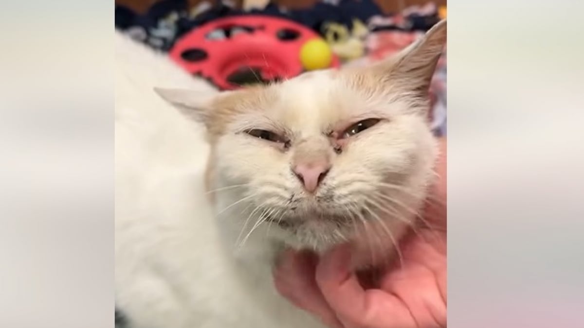 Illustration : "À cause de son apparence, que certains trouvent « sale », cette chatte ne suscite pas l’intérêt des adoptants "