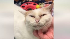 Illustration : "À cause de son apparence, que certains trouvent « sale », cette chatte ne suscite pas l’intérêt des adoptants "