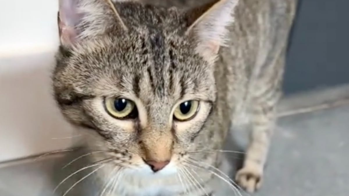 Illustration : "Rejeté pour avoir trop miaulé, un chat est ramené au refuge après avoir passé seulement 2 jours dans sa nouvelle famille (vidéo)"