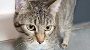 Illustration : "Rejeté pour avoir trop miaulé, un chat est ramené au refuge après avoir passé seulement 2 jours dans sa nouvelle famille (vidéo)"