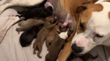 Illustration : L'instinct d’une chienne, qui n’a jamais eu de portée, la pousse à prendre soin d’orphelins (vidéo) 