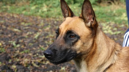 Illustration : Sans nouvelles de son chien depuis 4 jours, il apprend d'une clinique vétérinaire qu'il était coincé entre 2 murs