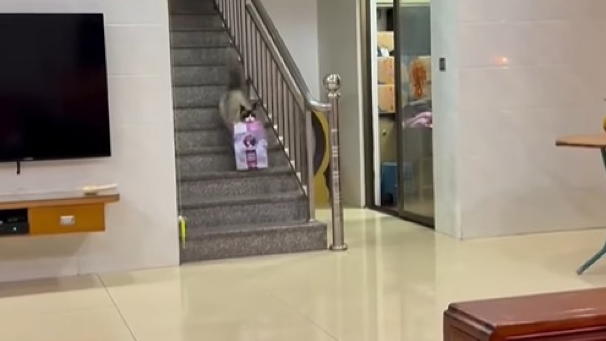 Illustration : "Quand sa gamelle est vide, cette chatte descend les escaliers à toute allure avec un sac de croquettes dans la bouche (vidéo)"