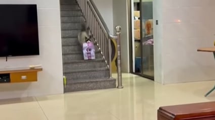Illustration : Quand sa gamelle est vide, cette chatte descend les escaliers à toute allure avec un sac de croquettes dans la bouche (vidéo)
