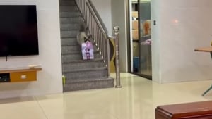 Illustration : Quand sa gamelle est vide, cette chatte descend les escaliers à toute allure avec un sac de croquettes dans la bouche (vidéo)