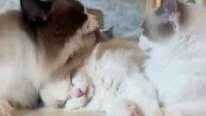 Illustration : "Un père et une mère chatte s’occupent patte dans la patte de leur progéniture (vidéo)"