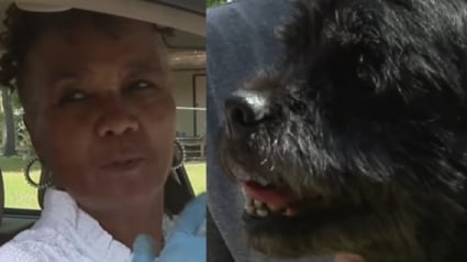 Illustration : Un chien sénior risque la noyade dans la piscine de ses maîtres mais la postière s'en aperçoit et intervient courageusement