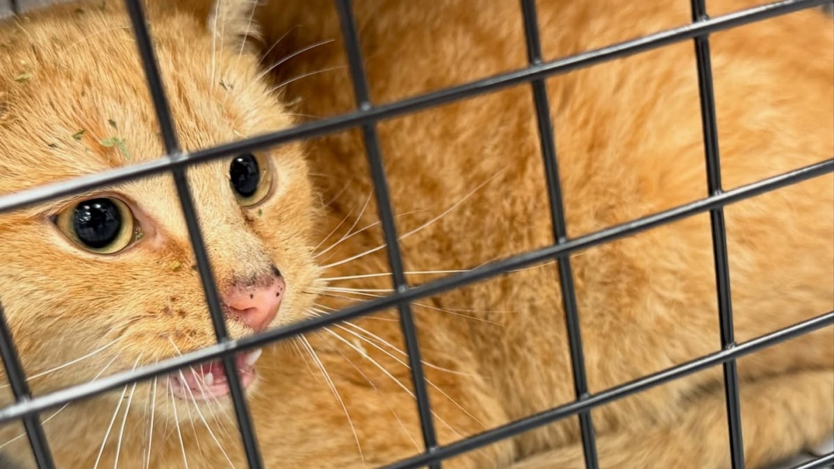 Illustration : "Ils pensaient sauver une chatte gestante, mais c’est un autre félin qui a été capturé et sauvé"