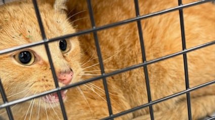 Illustration : Ils pensaient sauver une chatte gestante, mais c’est un autre félin qui a été capturé et sauvé