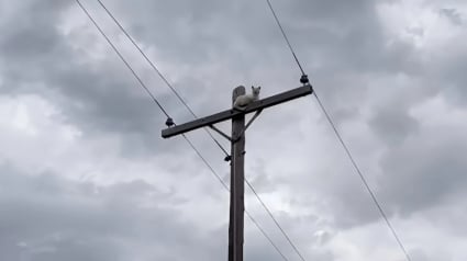 Illustration : Perché au sommet d’un poteau électrique pour faire sa sieste, ce chat provoque innocemment une panne d’électricité dans son quartier (vidéo)