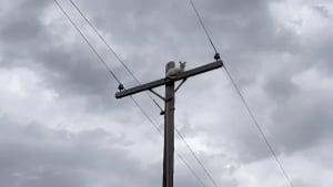 Illustration : "Perché au sommet d’un poteau électrique pour faire sa sieste, ce chat provoque innocemment une panne d’électricité dans son quartier (vidéo)"