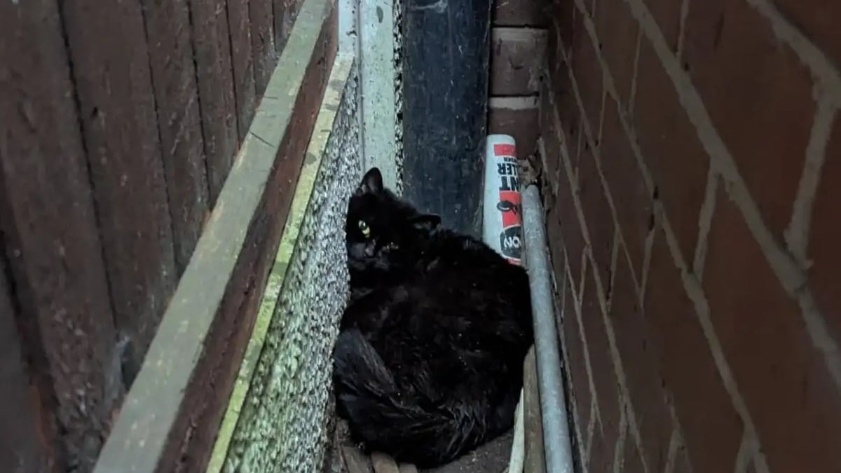 Illustration : "Coincés entre deux murs, une chatte et ses chatons n’avaient plus d’espoir jusqu’à l’arrivée d’un inconnu"