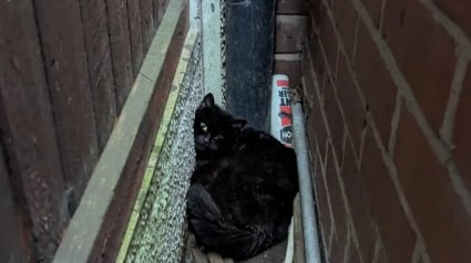 Illustration : Coincés entre deux murs, une chatte et ses chatons n’avaient plus d’espoir jusqu’à l’arrivée d’un inconnu