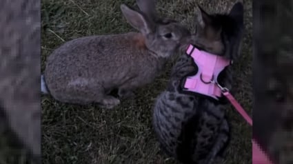 Illustration : Une chatte d'intérieur en promenade se lie d'amitié avec un lapin dans une scène digne d'un film Disney (vidéo) 