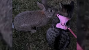 Illustration : "Une chatte d'intérieur en promenade se lie d'amitié avec un lapin dans une scène digne d'un film Disney (vidéo) "