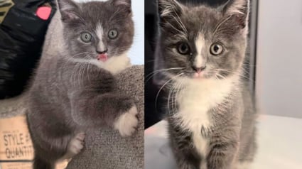 Illustration : En se réfugiant sous une voiture, ce chaton finit par trouver un foyer et une famille aimante (vidéo)