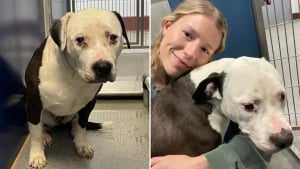 Illustration : "À force de patience et de bienveillance, cette chienne abandonnée tremblant dès qu’on l’approchait a retrouvé confiance en l’humanité (vidéo)"