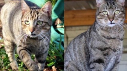 Illustration : Un chat resté introuvable pendant 2 ans et demi refait surface contre toute attente à 8 kilomètres de chez lui
