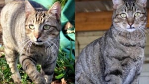 Illustration : "Un chat resté introuvable pendant 2 ans et demi refait surface contre toute attente à 8 kilomètres de chez lui"