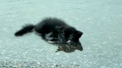 Illustration : Gisant seul au milieu d’une flaque d’eau, ce chaton errant avait renoncé à se battre quand un couple d’inconnus lui a offert le cadeau qu'il attendait (vidéo)