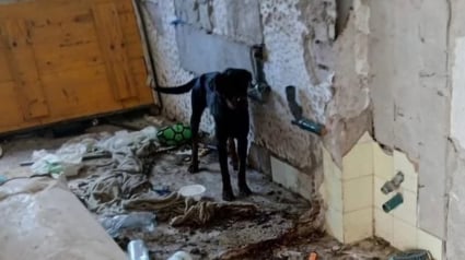 Illustration : La découverte de 3 chiens dans une maison délabrée permet à l'un d'eux de rentrer chez lui après 2 années de disparition