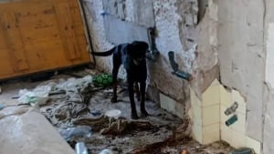 Illustration : La découverte de 3 chiens dans une maison délabrée permet à l'un d'eux de rentrer chez lui après 2 années de disparition