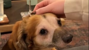 Illustration : "Pendant 2 semaines de cohabitation, ce chien apeuré fuyait tout contact humain, jusqu’au jour où il a tendrement posé sa tête dans la main de sa nouvelle maîtresse (vidéo)"