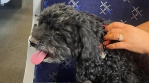 Illustration : "Une chienne monte dans un train et s'invite à une sortie entre amies à l'insu de sa famille"