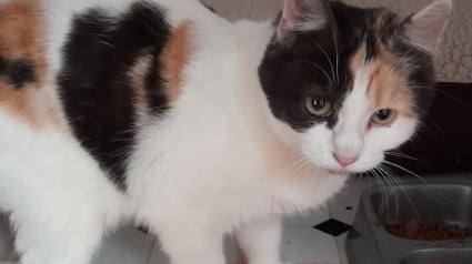 Illustration : Malade et minuscule, cette chatte s’est battue pour survivre et rêve aujourd'hui d’un foyer aimant
