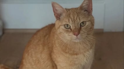 Illustration : Prêt à en finir avec l'errance, un chat élit domicile sous le porche d'une inconnue qui l'aide dans sa transition vers la vie de matou d'intérieur