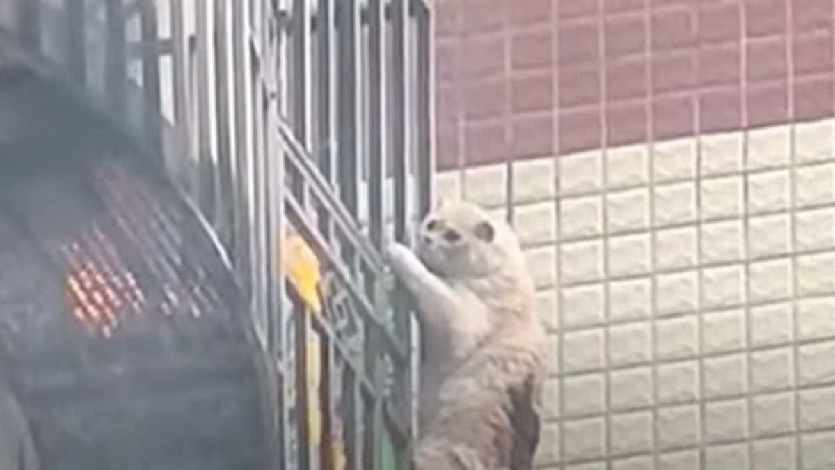 Illustration : "Grâce à son instinct de survie, ce chat reste accroché plus 10 minutes aux barreaux du balcon (vidéo)"