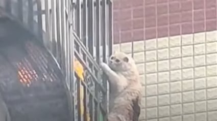Illustration : Grâce à son instinct de survie, ce chat reste accroché plus 10 minutes aux barreaux du balcon (vidéo)