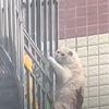 Illustration : Grâce à son instinct de survie, ce chat reste accroché plus 10 minutes aux barreaux du balcon (vidéo)