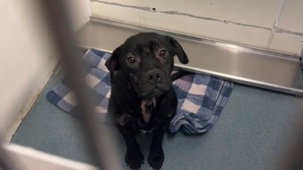 Illustration : "La déception et la détresse se lisent dans le regard de ce chiot ramené au refuge après avoir été négligé (vidéo)"