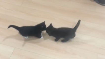 Illustration : Séparées au refuge, deux sœurs chatons vivent des retrouvailles bouleversantes devant leur nouvelle famille (vidéo)
