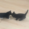 Illustration : Séparées au refuge, deux sœurs chatons vivent des retrouvailles bouleversantes devant leur nouvelle famille (vidéo)