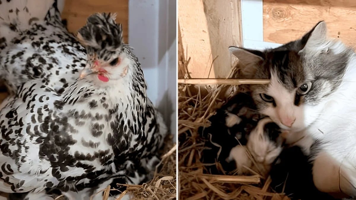 Illustration : "Une poule refuse que son humaine la touche et dévoile ainsi qu’elle couve des chatons âgés d’à peine un jour (vidéo)"