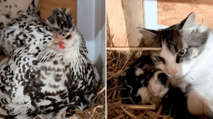 Illustration : Une poule refuse que son humaine la touche et dévoile ainsi qu’elle couve des chatons âgés d’à peine un jour (vidéo)