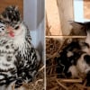 Illustration : Une poule refuse que son humaine la touche et dévoile ainsi qu’elle couve des chatons âgés d’à peine un jour (vidéo)