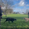 Illustration : Après de nombreuses années de séparation, ces 2 chiens guides issus de la même portée sont fous de joie de se retrouver (vidéo)